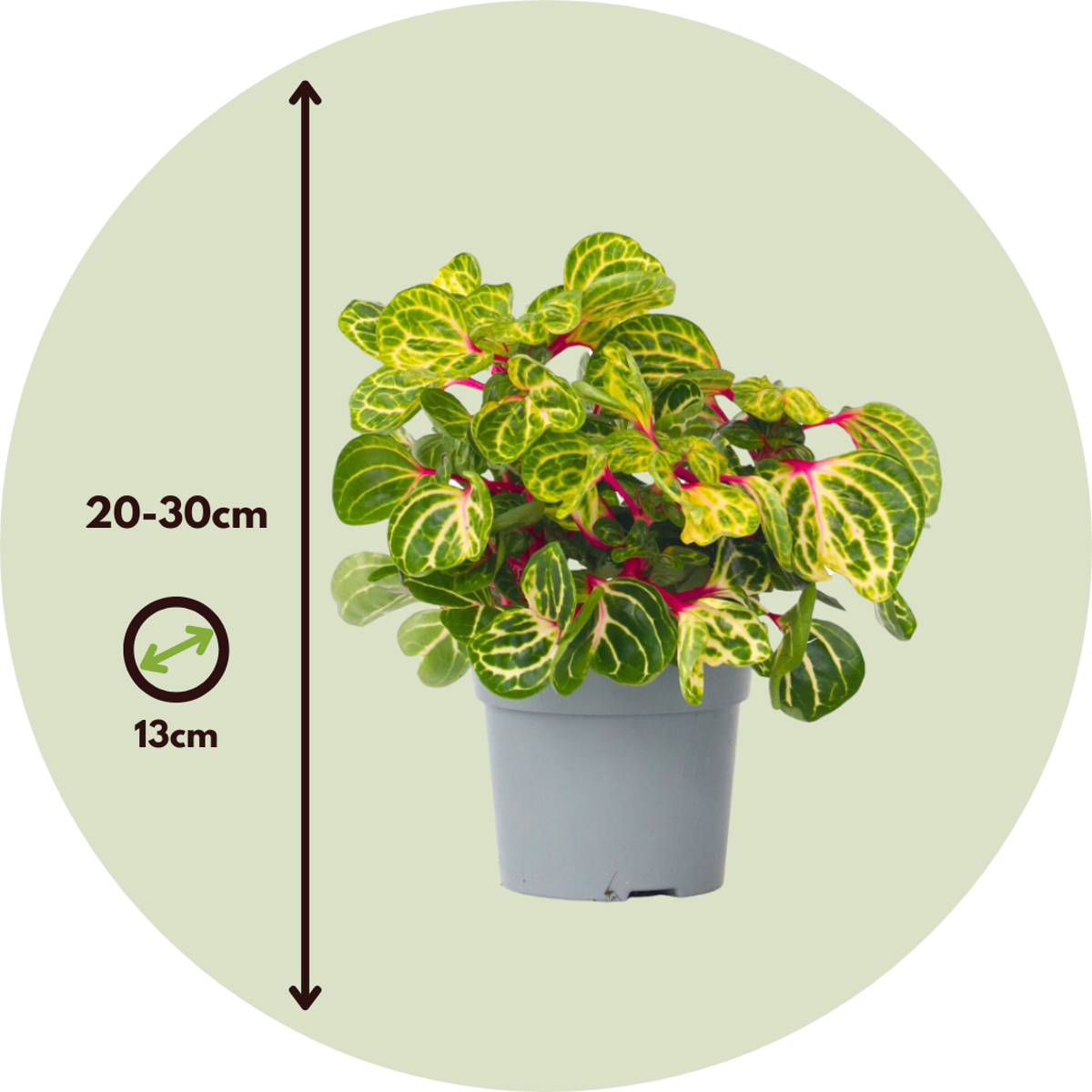 Iresine Herbstii 'Yellow' - Biefstukplant