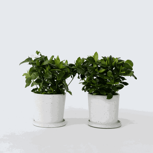 Gardenia Jasminoides - Set van 2 - Jasmijn