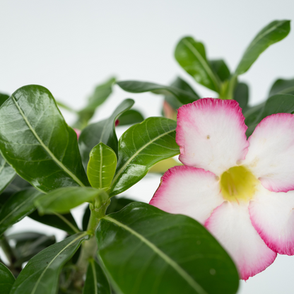 Adenium obesum - Wit - Woestijnroos