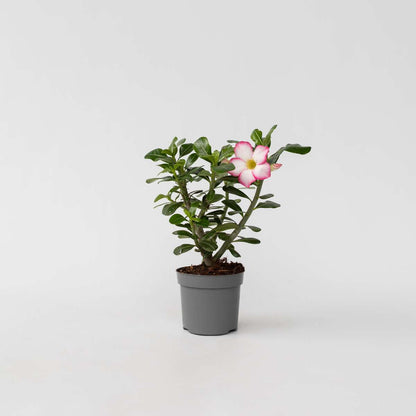 Adenium obesum - Wit - Woestijnroos
