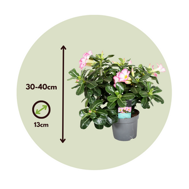 Adenium obesum - Roze - Woestijnroos