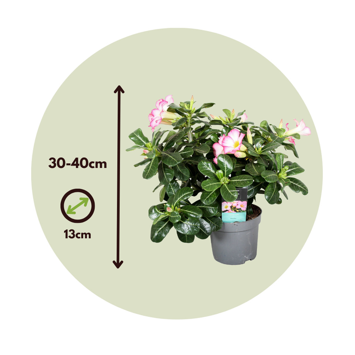 Adenium obesum - Wit - Woestijnroos