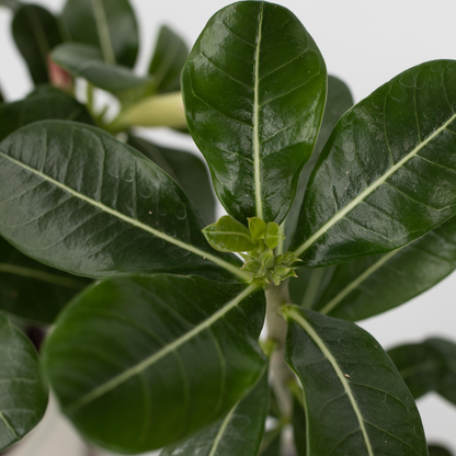 Adenium obesum - Roze - Woestijnroos