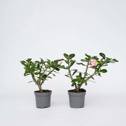 Adenium obesum - Roze - Woestijnroos