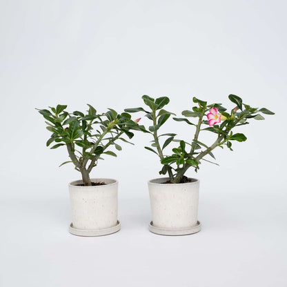 Adenium obesum - Roze - Woestijnroos