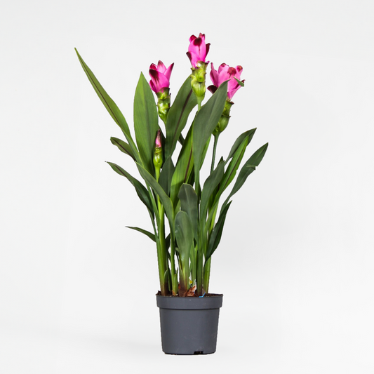 Curcuma 'Siam Splash' - Siamese tulp