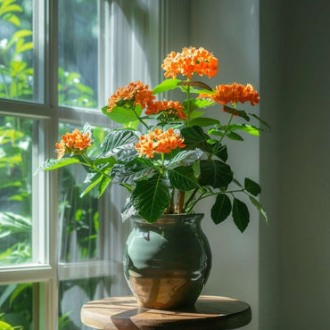 Crossandra 'Fortuna' - Set van 2