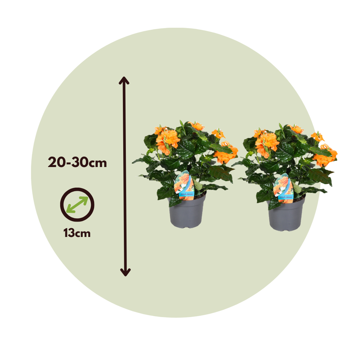 Crossandra 'Fortuna' - Set van 2