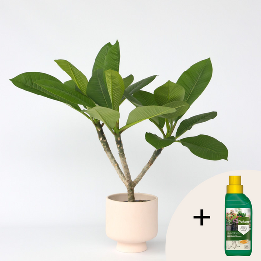 Plumeria Frangipani Hawaii - Met plantenvoeding