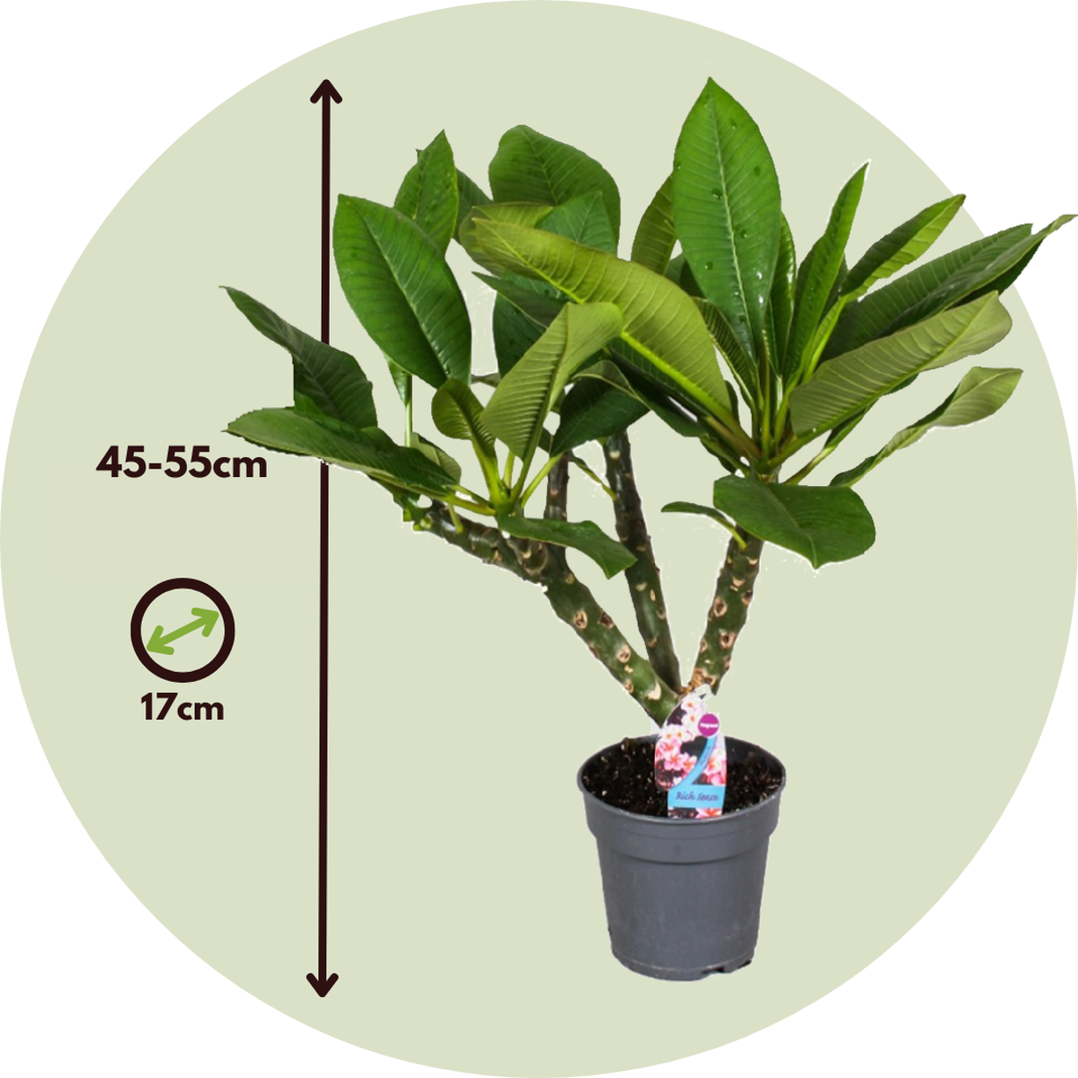Plumeria Frangipani Hawaii - Met plantenvoeding