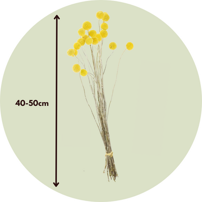 Boeket 'Craspedia natural yellow' - Droogbloemen
