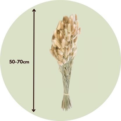 Boeket 'Lagurus Bunny Ears' - Droogbloemen