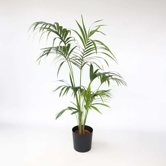 Howea Forsteriana - Kentiapalm