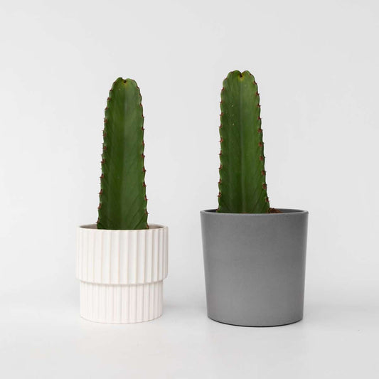 Euphorbia Ingens - Set van 2 - Cowboycactus