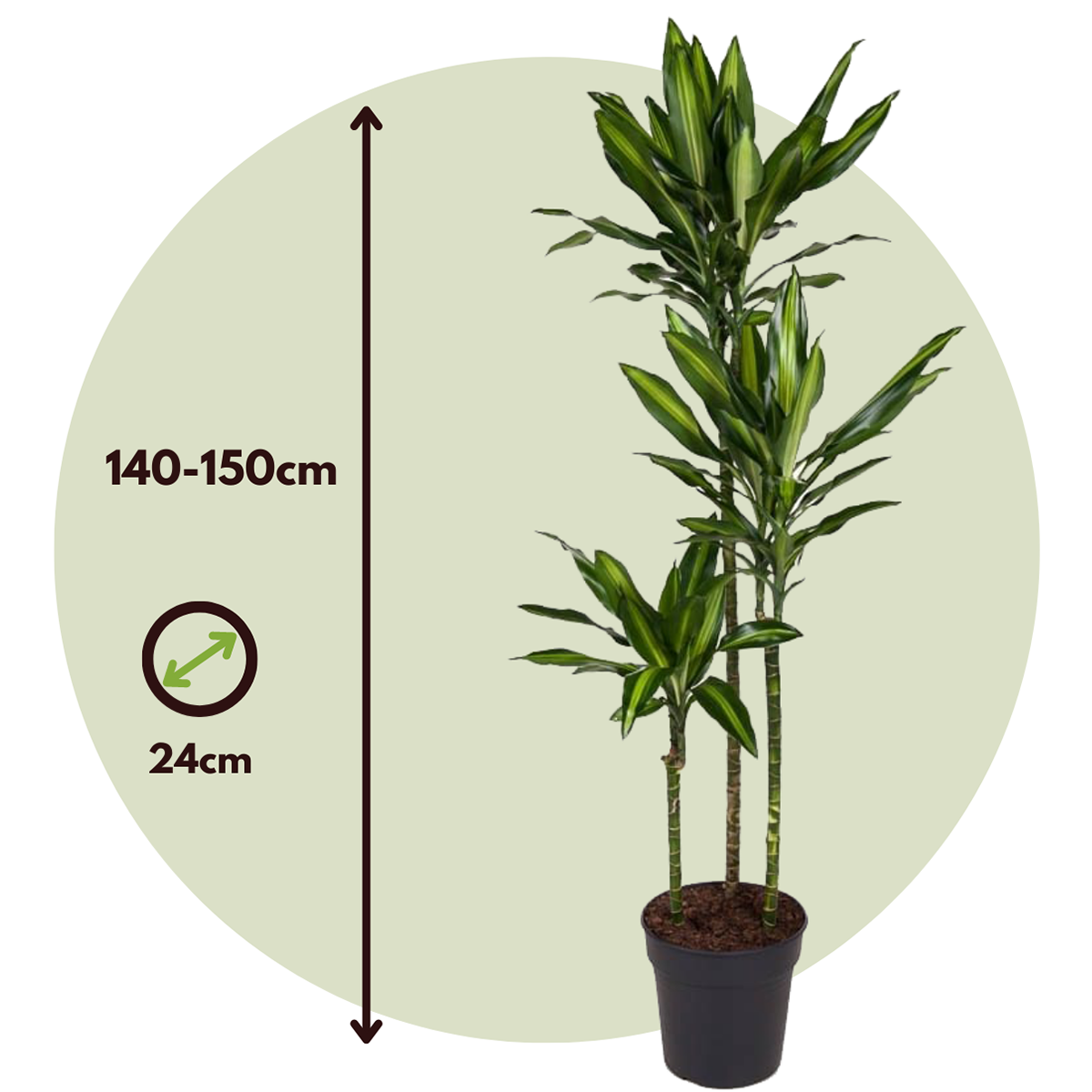 Dracaena fragrans Cintho - Drakenboom