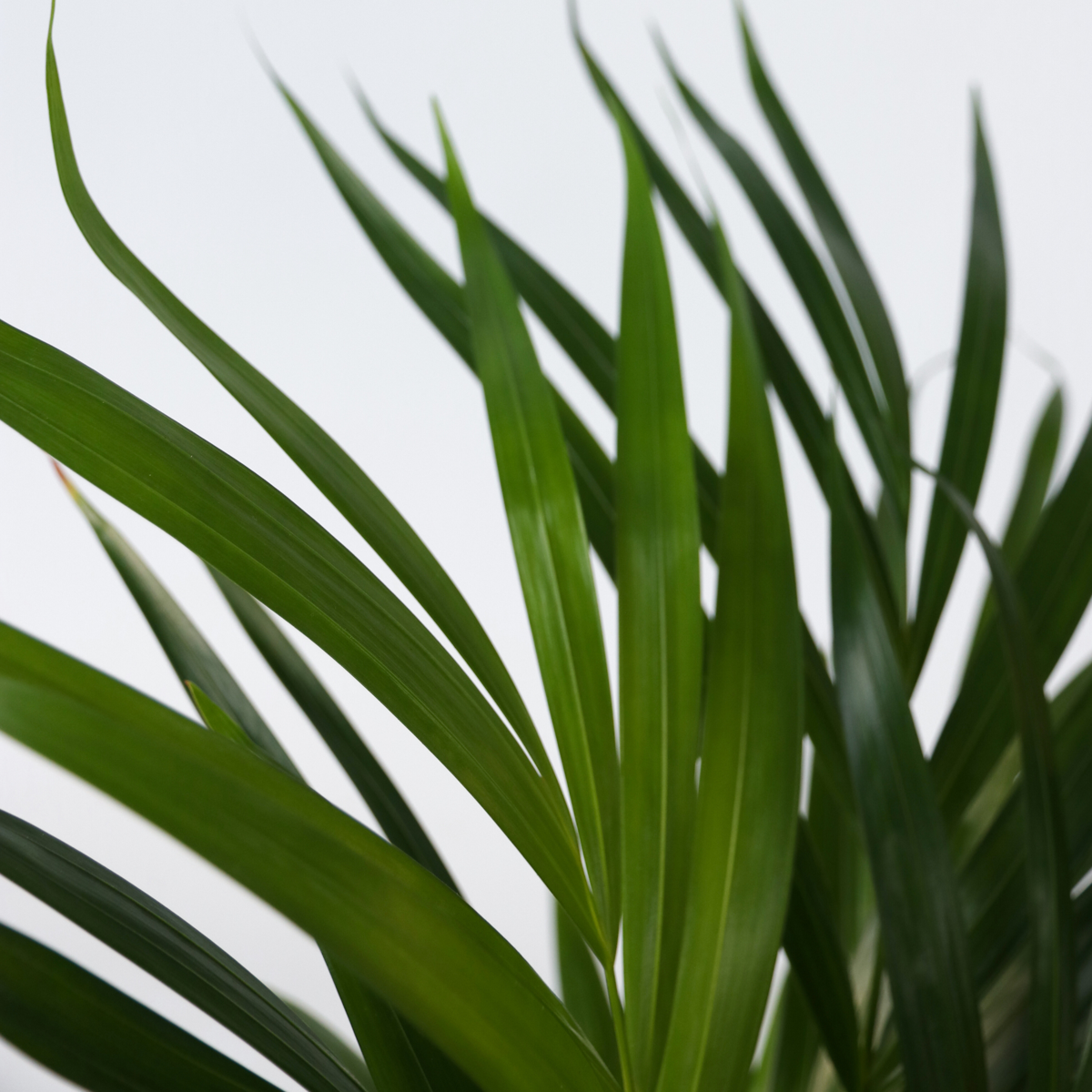 Beaucarnea recurvata - Olifantspoot