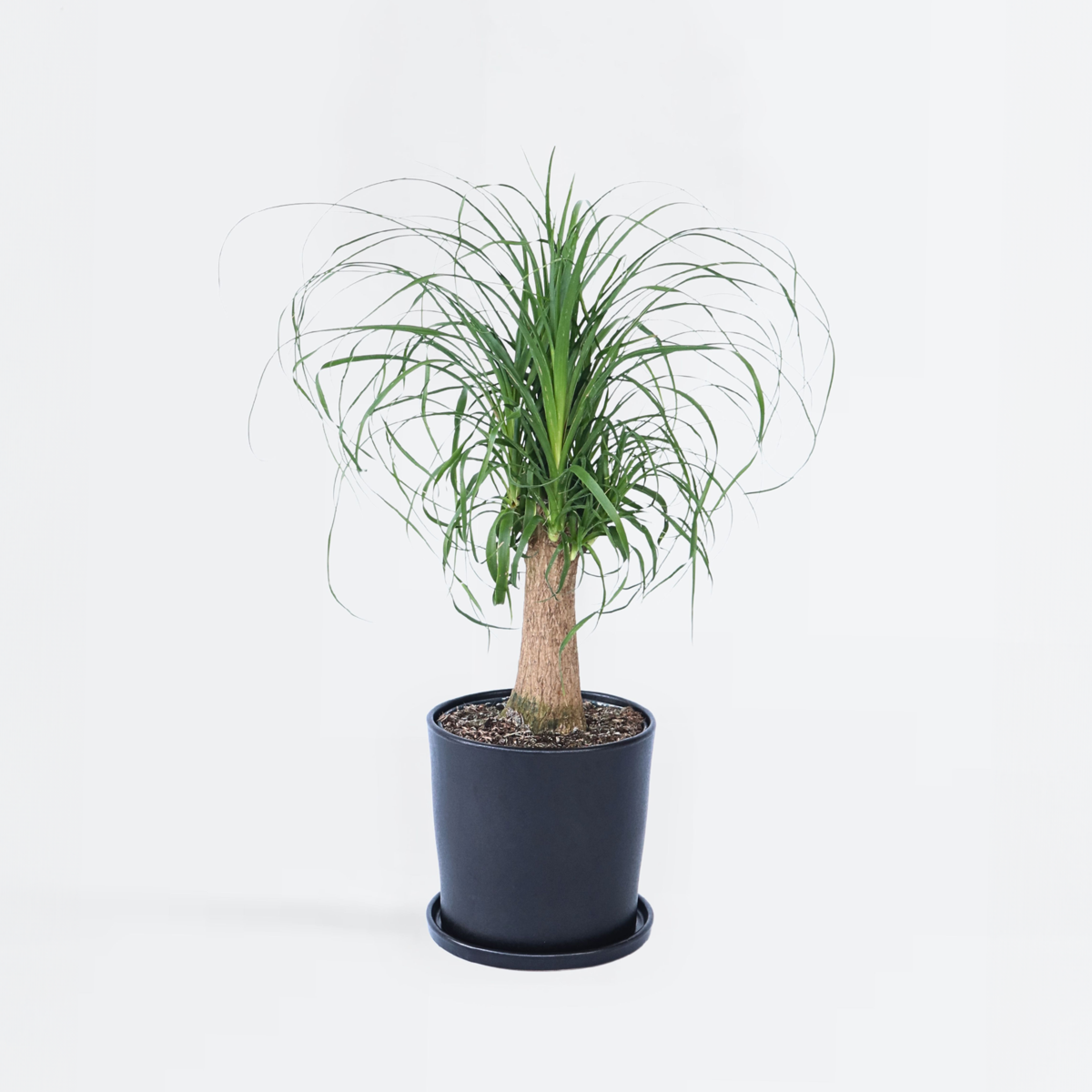 Beaucarnea recurvata - Olifantspoot