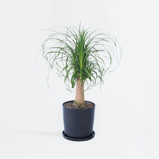 Beaucarnea recurvata - Olifantspoot