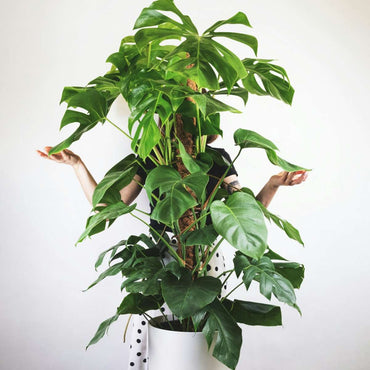 Monstera Deliciosa - Gatenplant