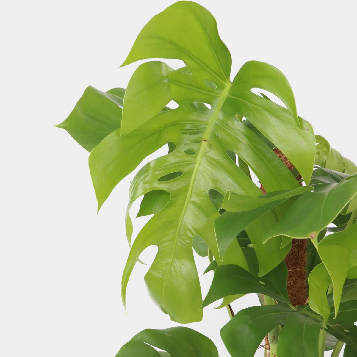 Monstera Deliciosa - Gatenplant