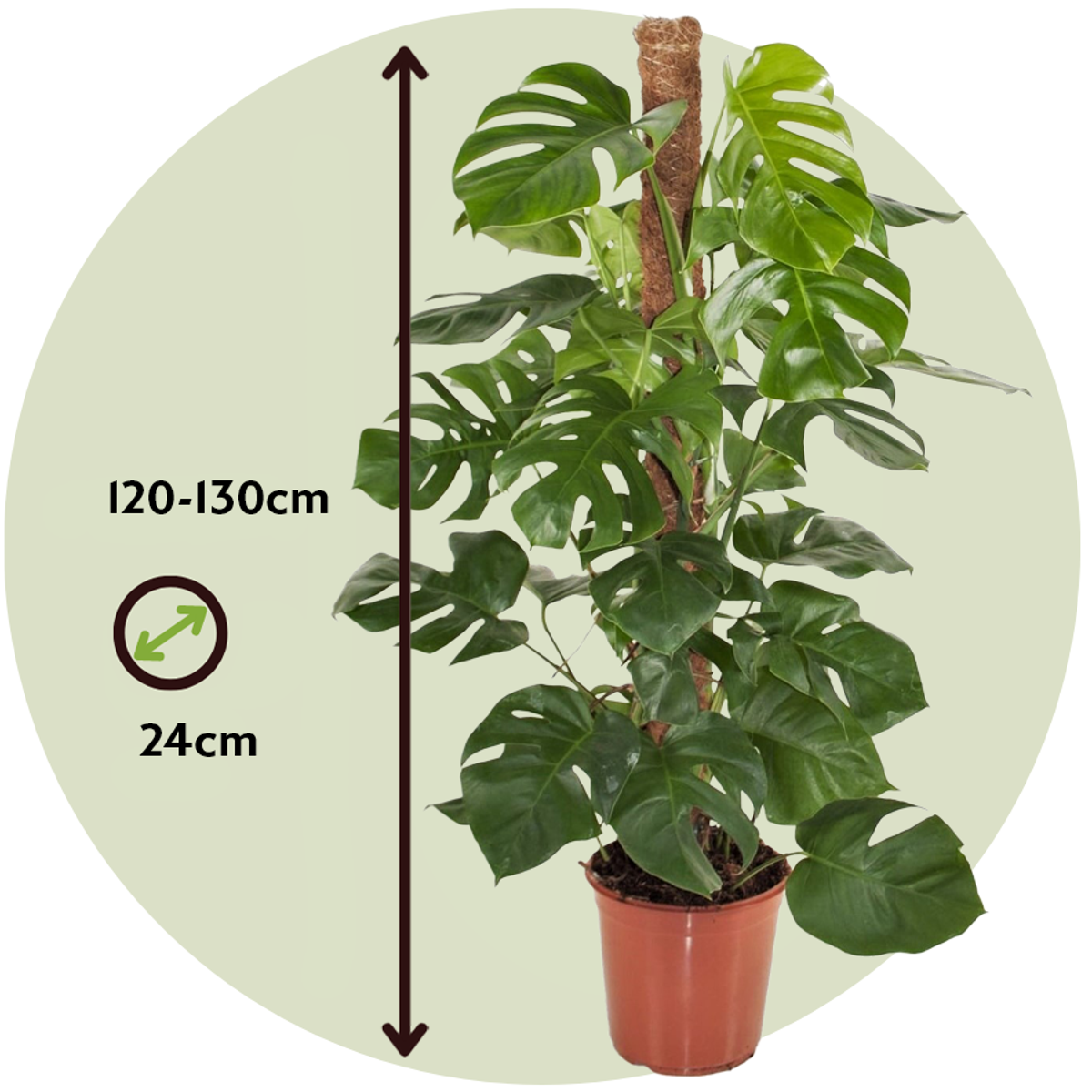 Monstera Deliciosa - Gatenplant