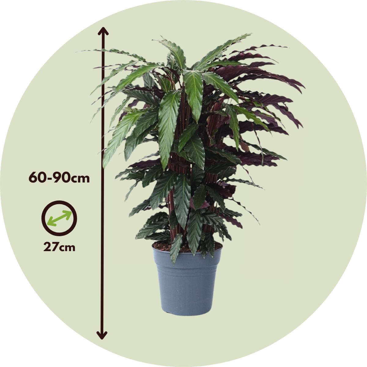 Calathea 'Wavestar' XL - Pauwenplant