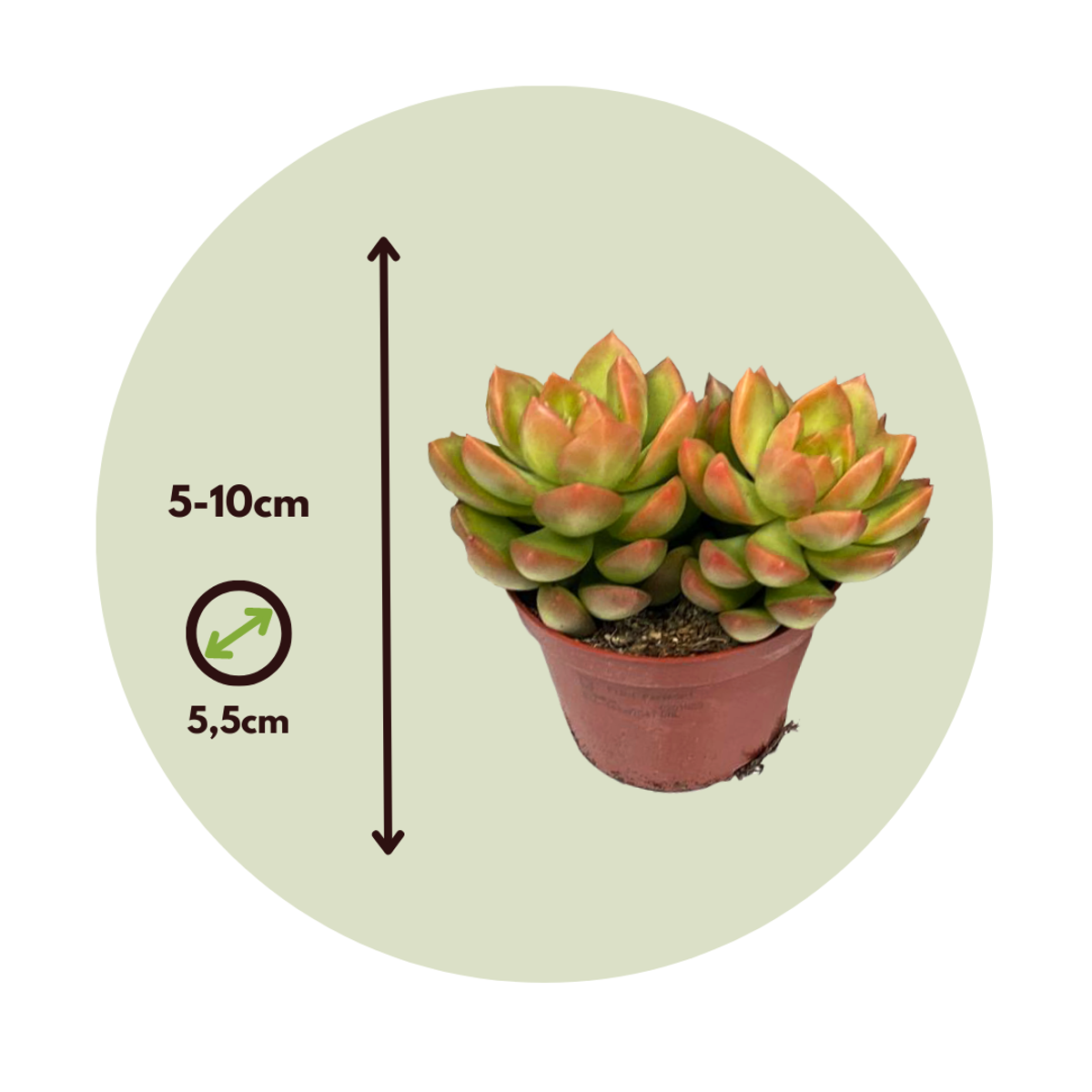 Mini-vetplanten - Mix van 6 stuks