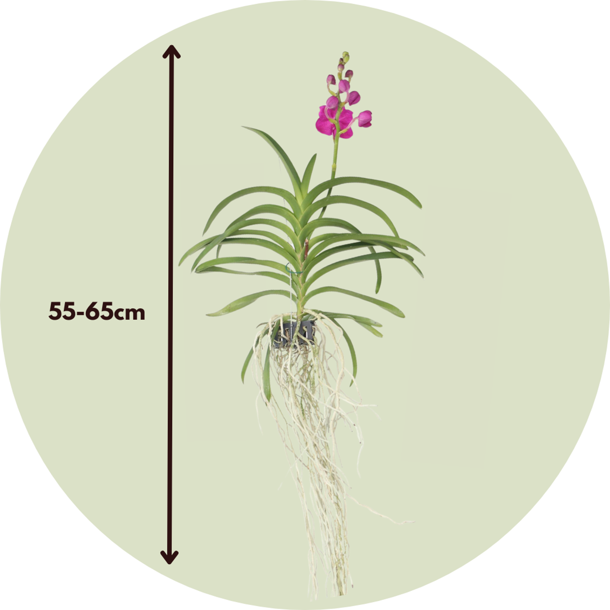 Vanda orchidee - Roze - L