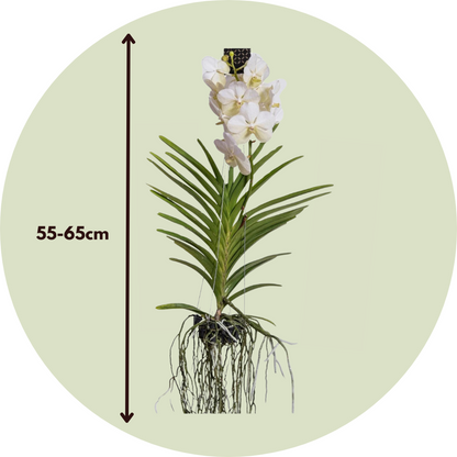 Vanda orchidee - Wit - L