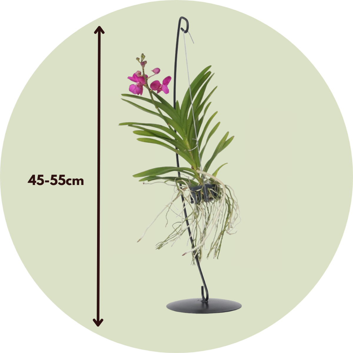 Vanda met standaard - Roze