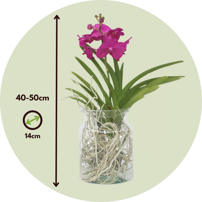 Vanda 'Bose' in vaas - Orchidee - Kers