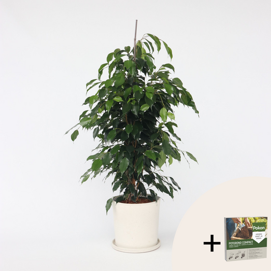 Ficus benjamina 'Danielle' - Met potgrond