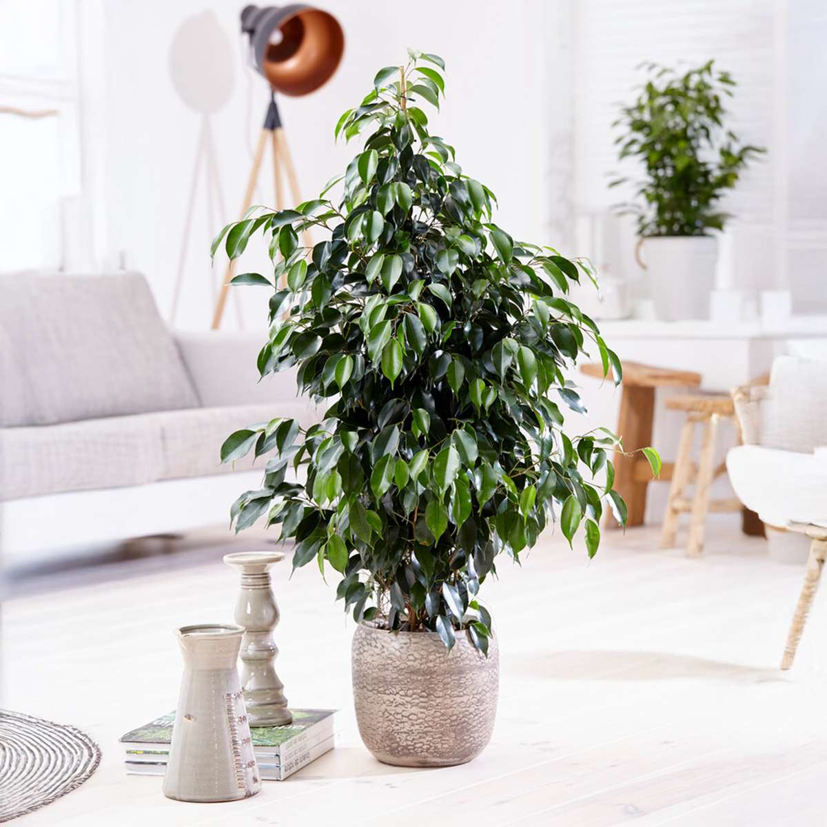 Ficus benjamina 'Danielle' - Met potgrond