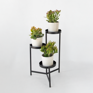 Crassula ovata - Mix van 3