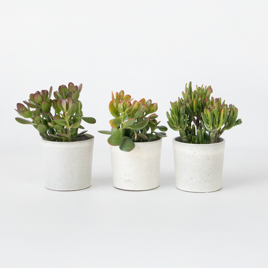 Crassula ovata - Mix van 3