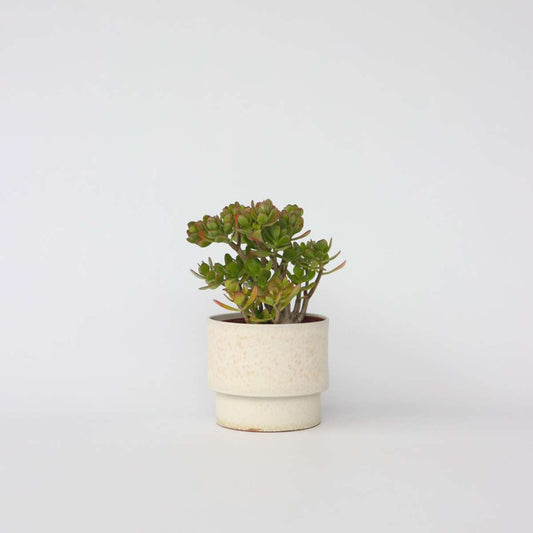 Crassula ovata 'Hobbit'