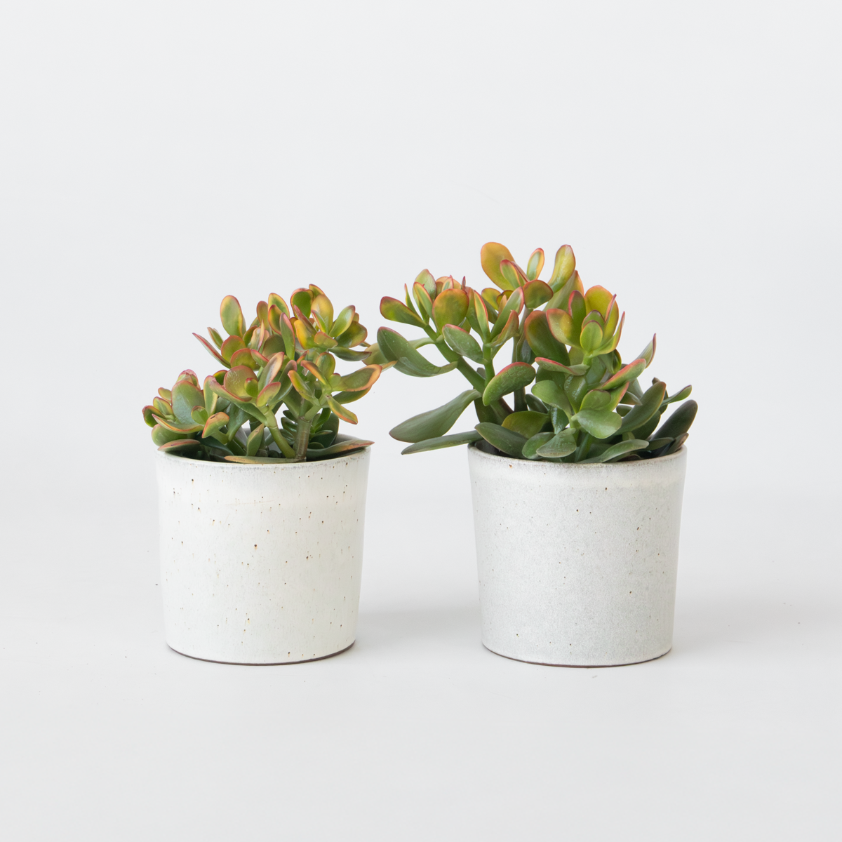 Crassula ovata 'Sunset' - Set van 2