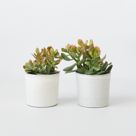 Crassula ovata 'Sunset' - Set van 2