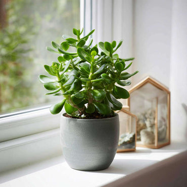Crassula ovata 'Minor' - Set van 2