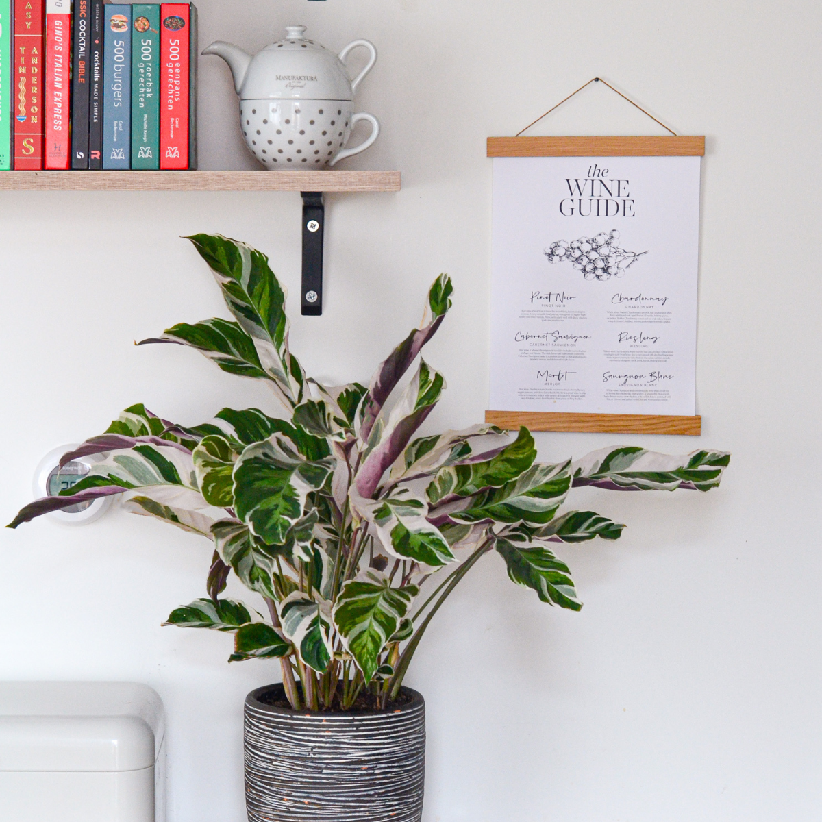 Calathea 'Fusion White' - Set van 2