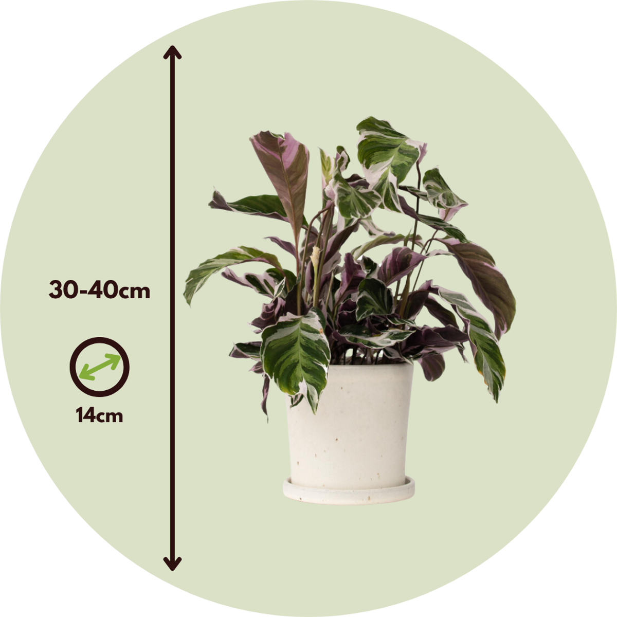 Calathea 'Fusion White' - Set van 2