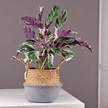 Calathea 'Fusion White' - Set van 2
