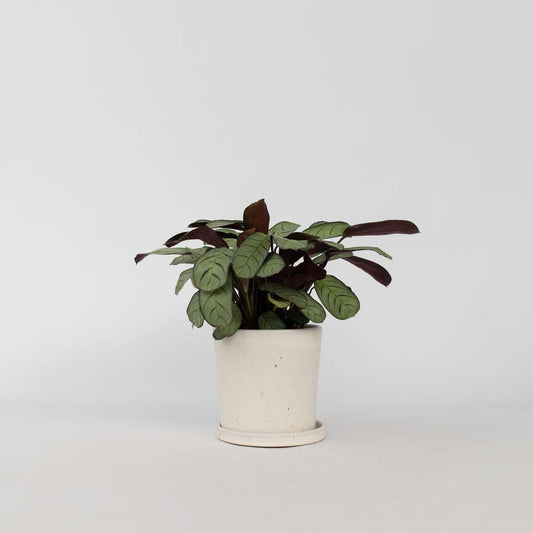 Ctenanthe amagris - Gebedsplant