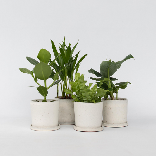 Groen Kwartet - Mix van 4