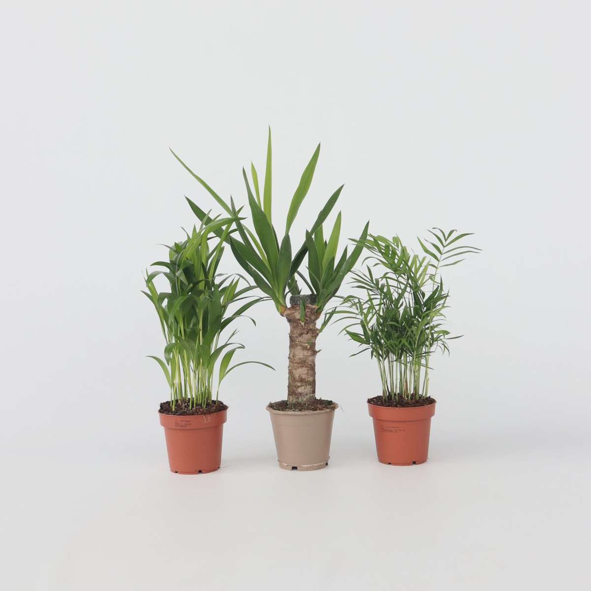 Mini-Palmen - Set van 3