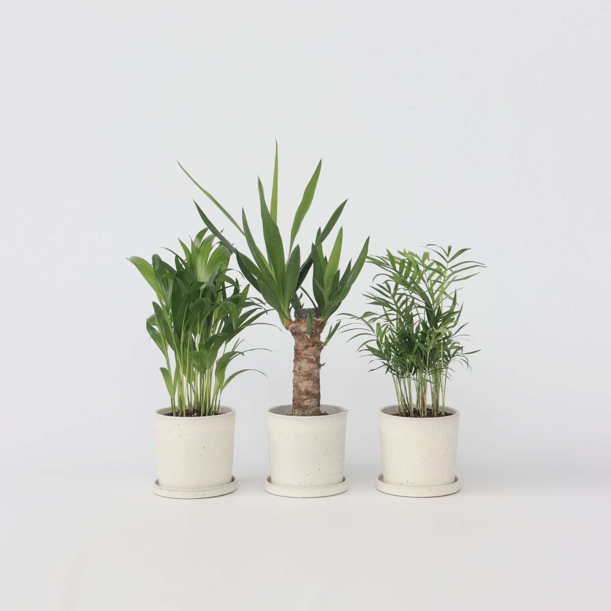Mini-Palmen - Set van 3
