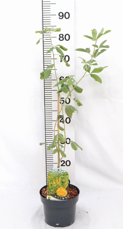 Argyrocytisus battandieri garden plant from Tuinplantenloods, showing green foliage and flowering branches.