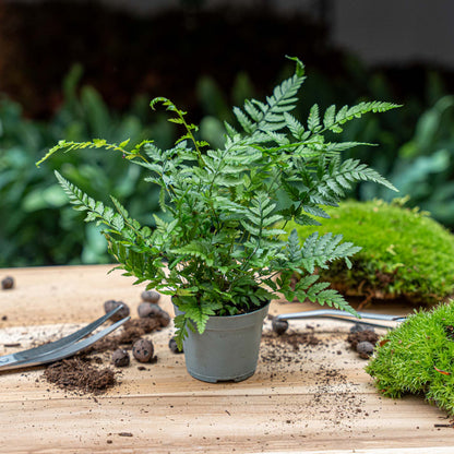 A lush Fern houseplant with delicate fronds, grown by Florazo NL, perfect for indoor decoration and natural greenery.