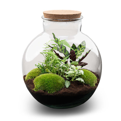 DIY terrarium kit from Florazo NL featuring glass container, soil, plants, and decorative elements for creating a mini indoor garden.