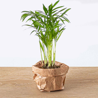 Small Parlour Palm houseplant by Florazo NL with lush green fronds, ideal for indoor decor or office spaces.